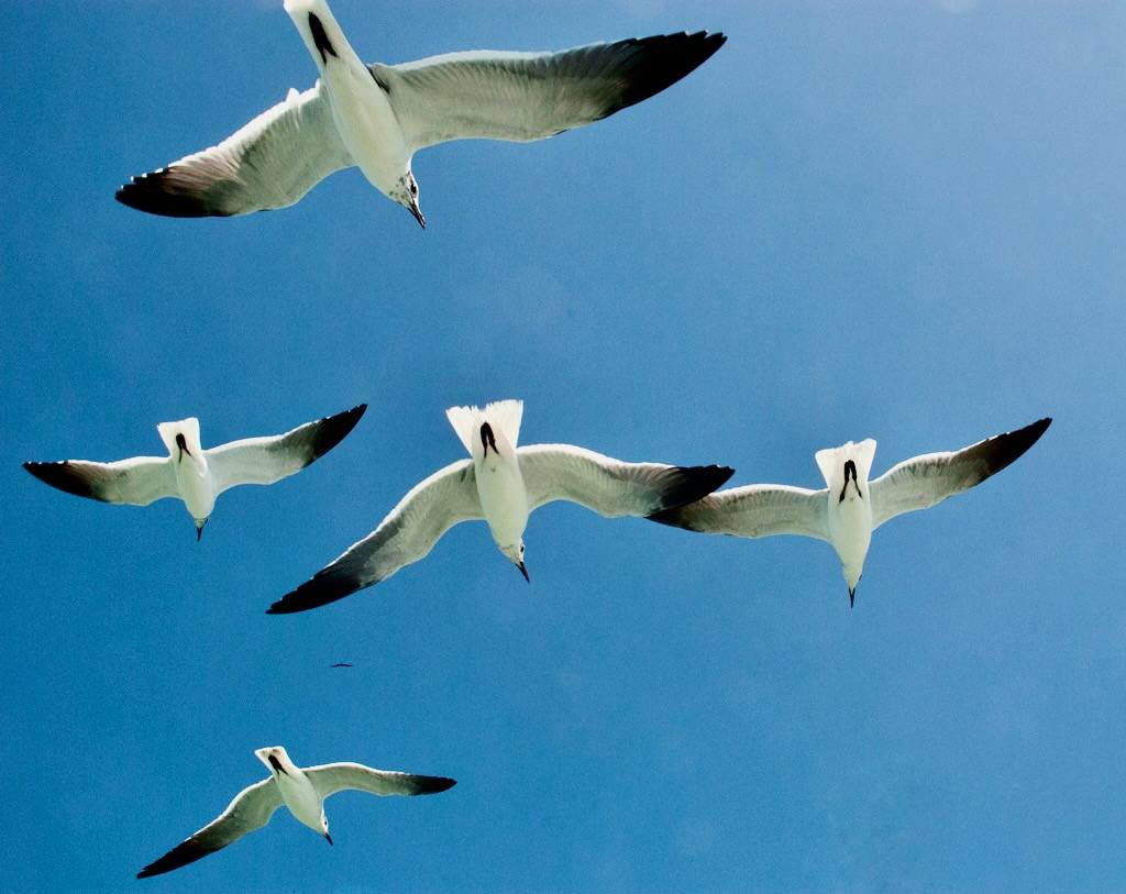 Laughing Gull by Sergey Yeliseev is licensed under CC BY-NC-ND 2.0.